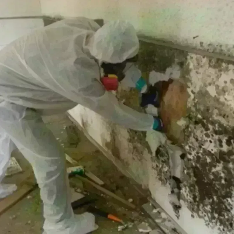 Mold Remediation and Removal in Edgerton, WI